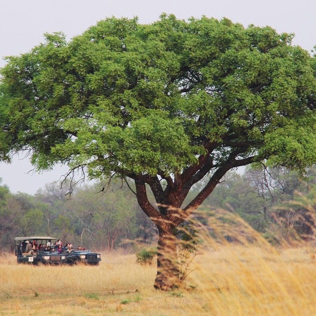 Voyage sur mesure en Afrique - Safari