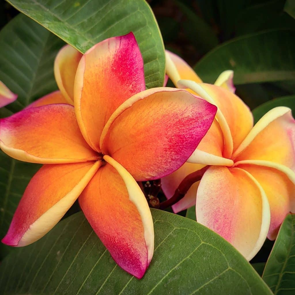 Voyage sur mesure en océanie -fleur plumeria