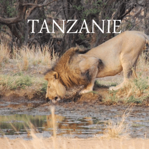safari en tanzanie - voyages et souvenirs